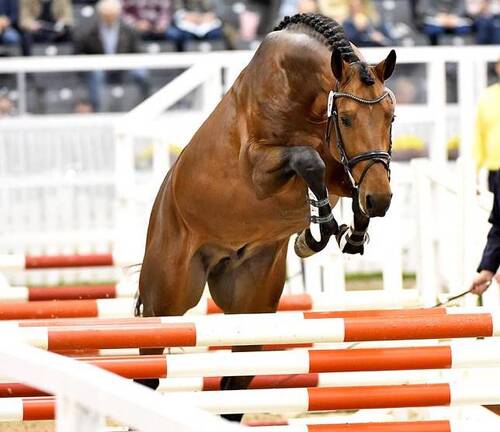 Hannoveraner Koerung vom 27.-29.10.2016 in Verden