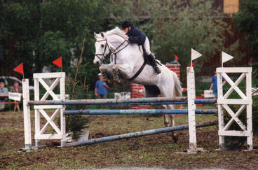 Mein Lehrpferd "Geste"