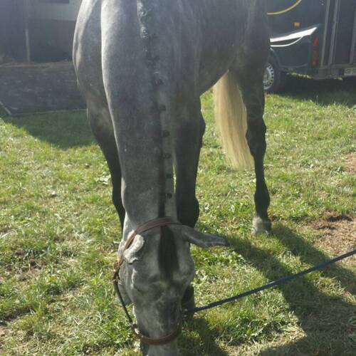 Description de l'image