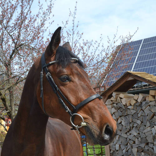 Goldfinger - VERKAUFT