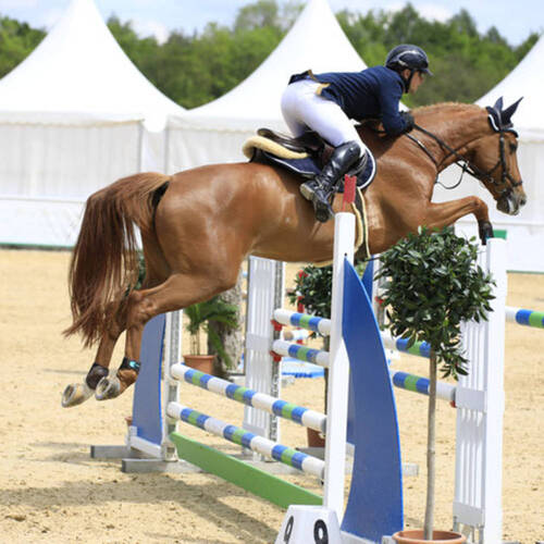 Description de l'image