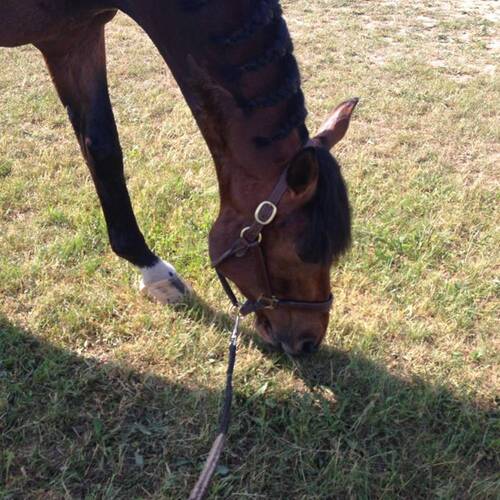 Description de l'image