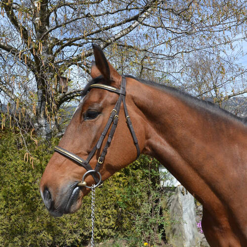 Vendetta de Volnay - VERKAUFT