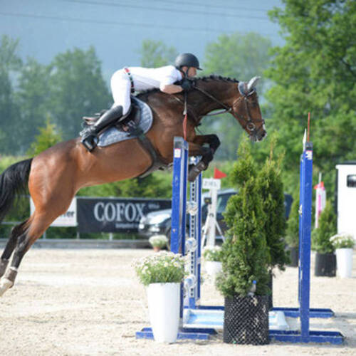 Cascara II - verkauft